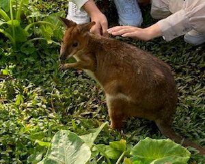 オーストラリア研修９日目　ケアンズ出発・関空着