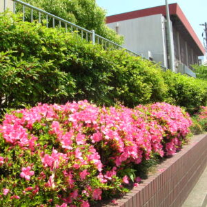 家庭科部活動報告