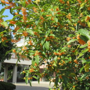 「阿倍高を美しくする会」を行いました。