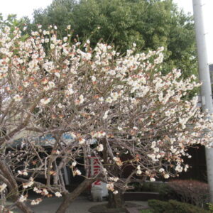 学校保健委員会を実施しました。